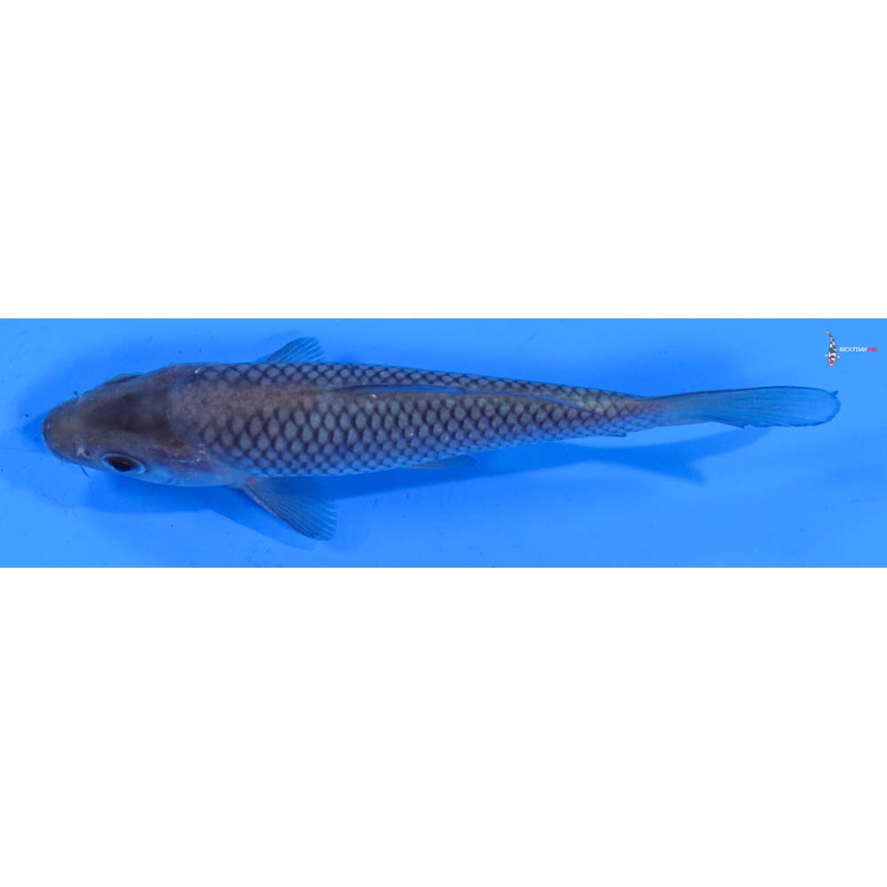 4.5” Imported Soragoi