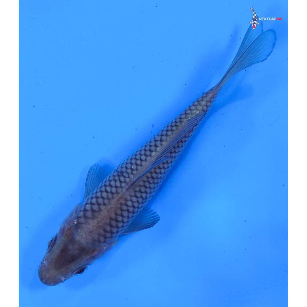4.5” Imported Soragoi