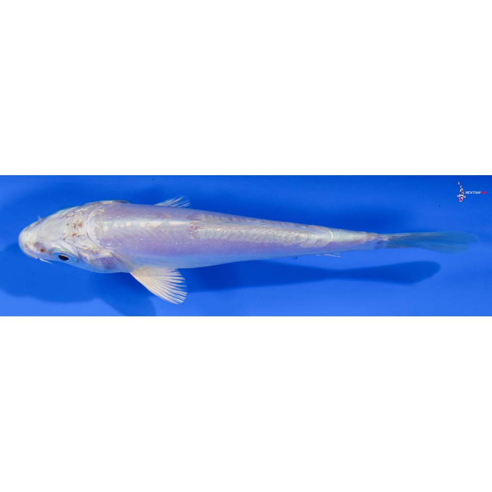 4” Imported Doitsu Platinum Ogon
