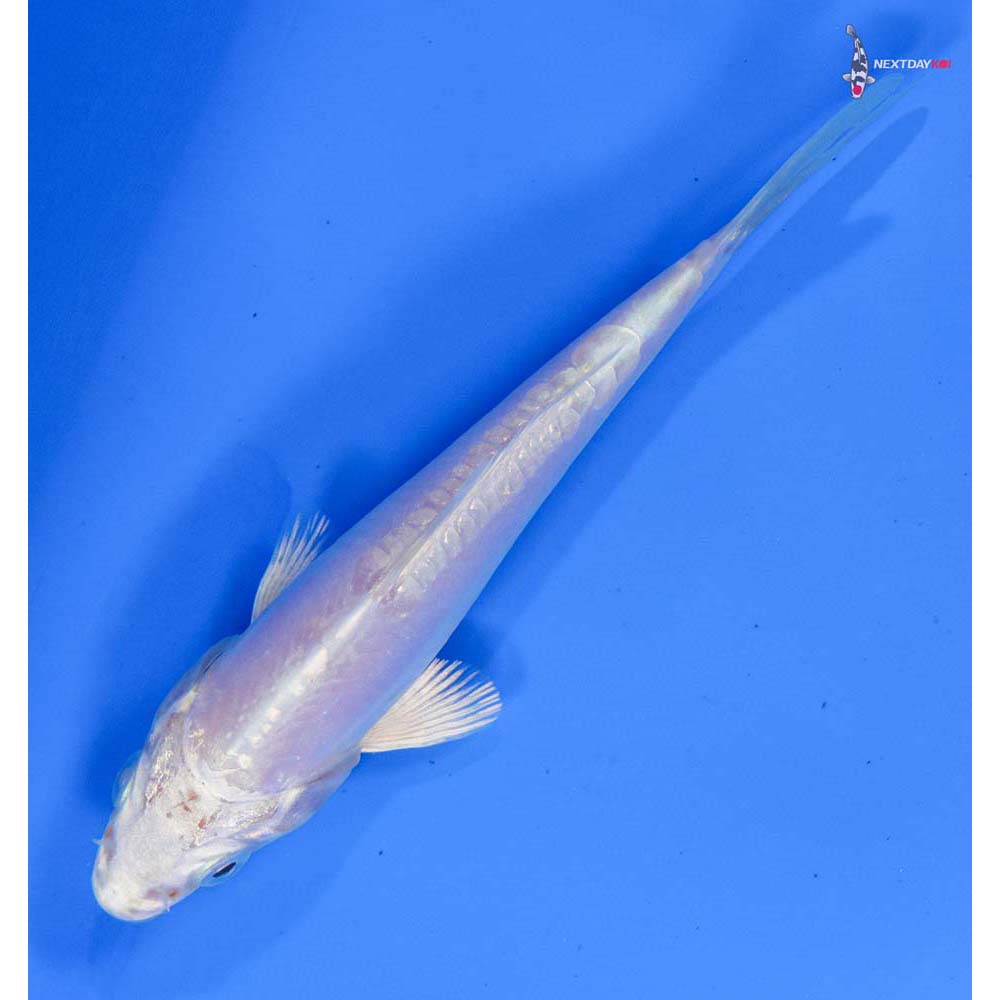 4” Imported Doitsu Platinum Ogon