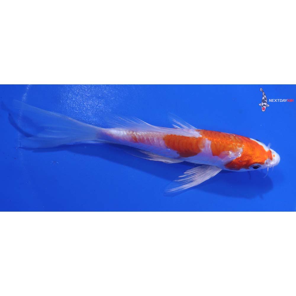 5” Imported Kikusui Butterfly Koi