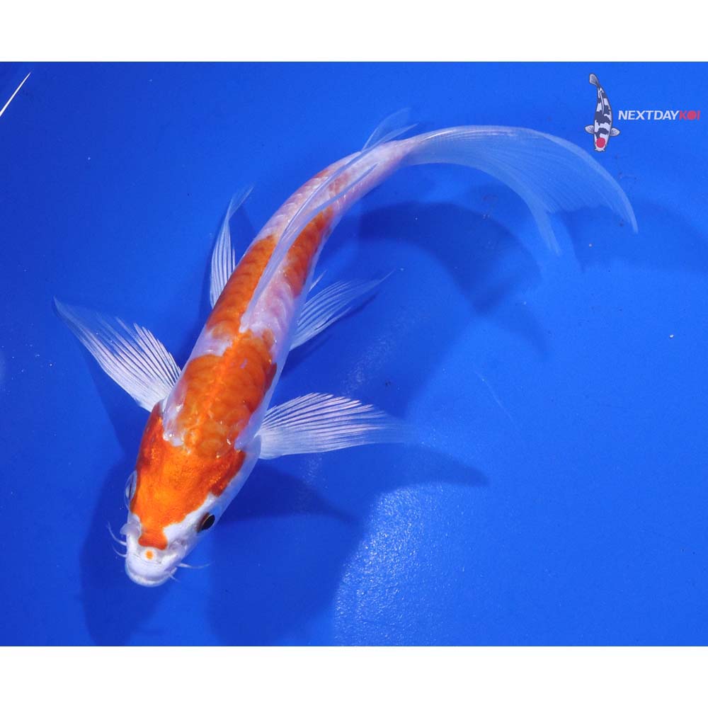 5” Imported Kikusui Butterfly Koi
