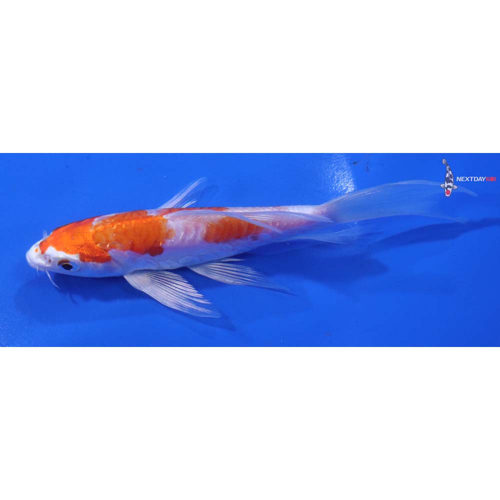 5” Imported Kikusui Butterfly Koi