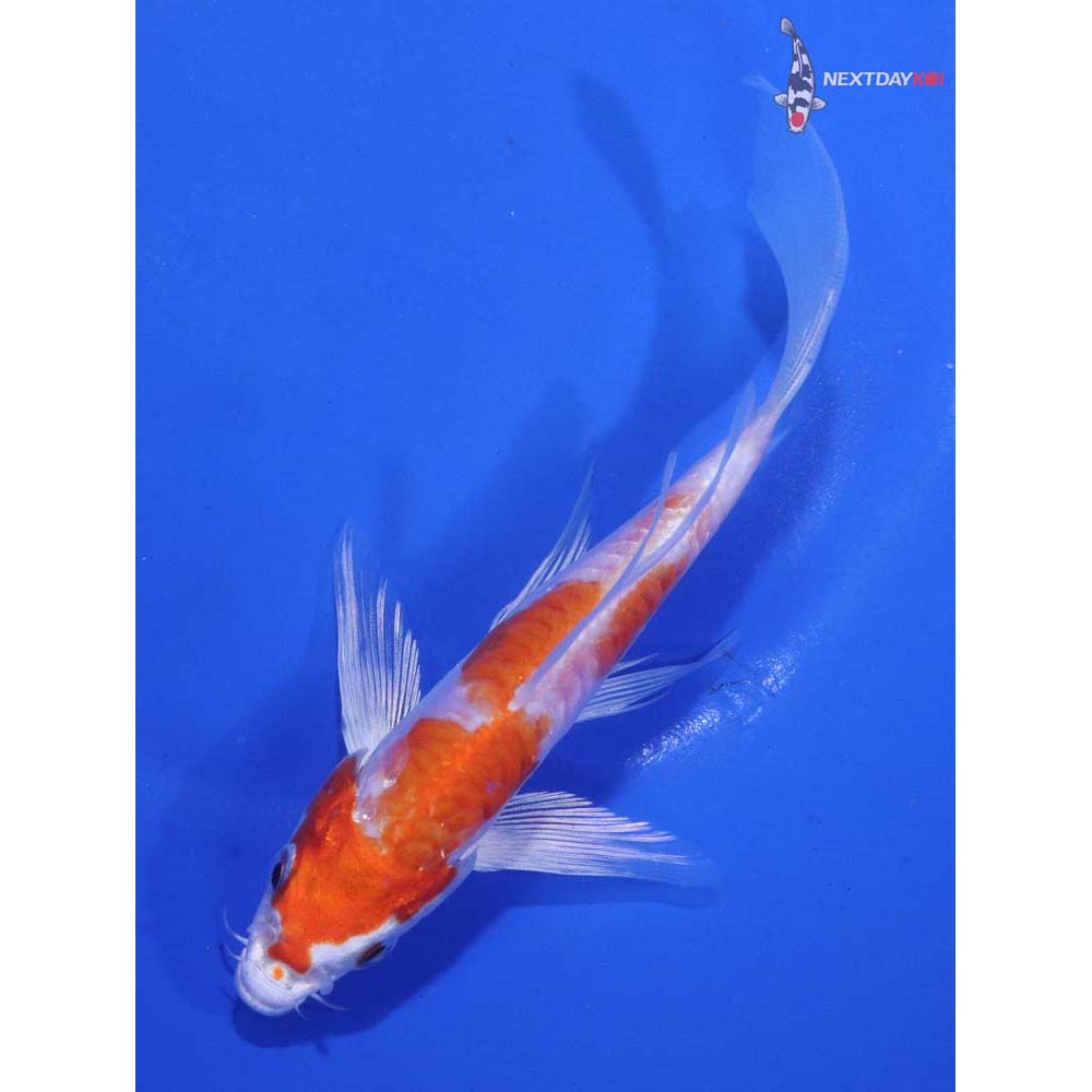 5” Imported Kikusui Butterfly Koi