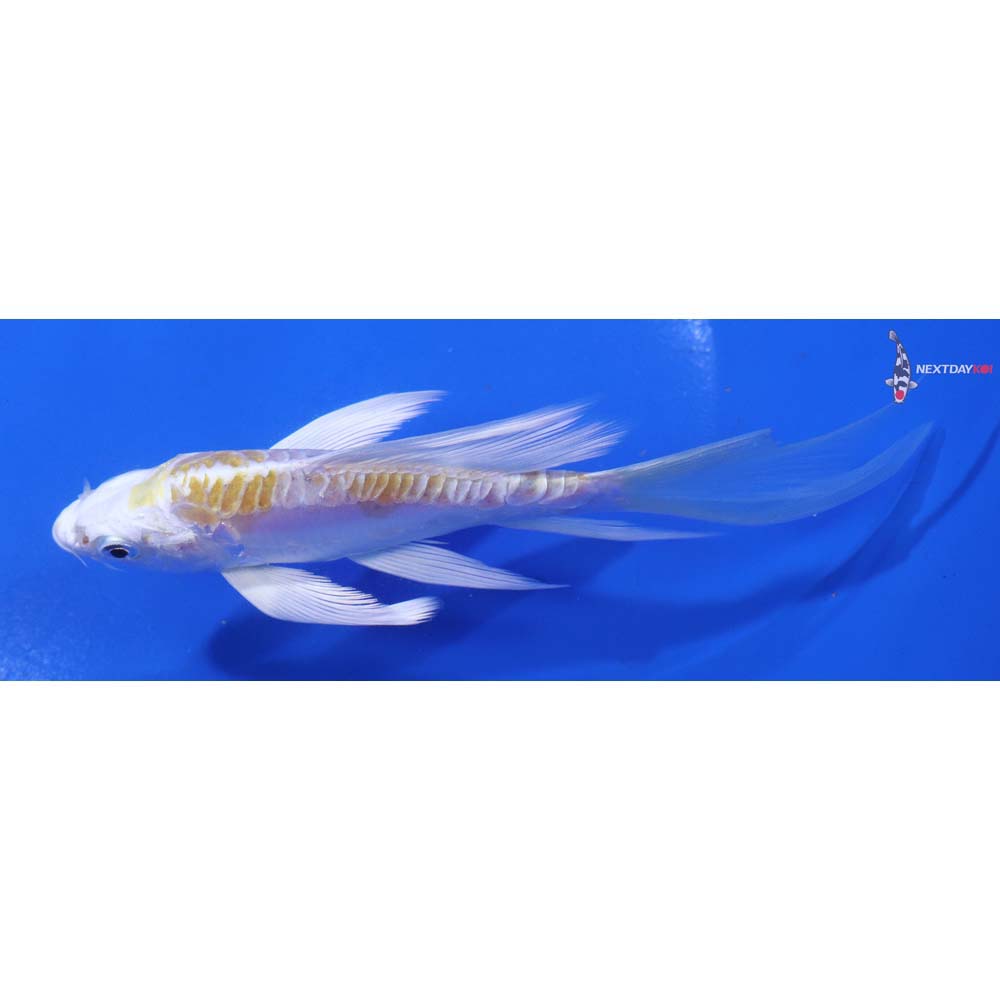 5” Imported Doitsu Lemon Hariwake Butterfly Koi