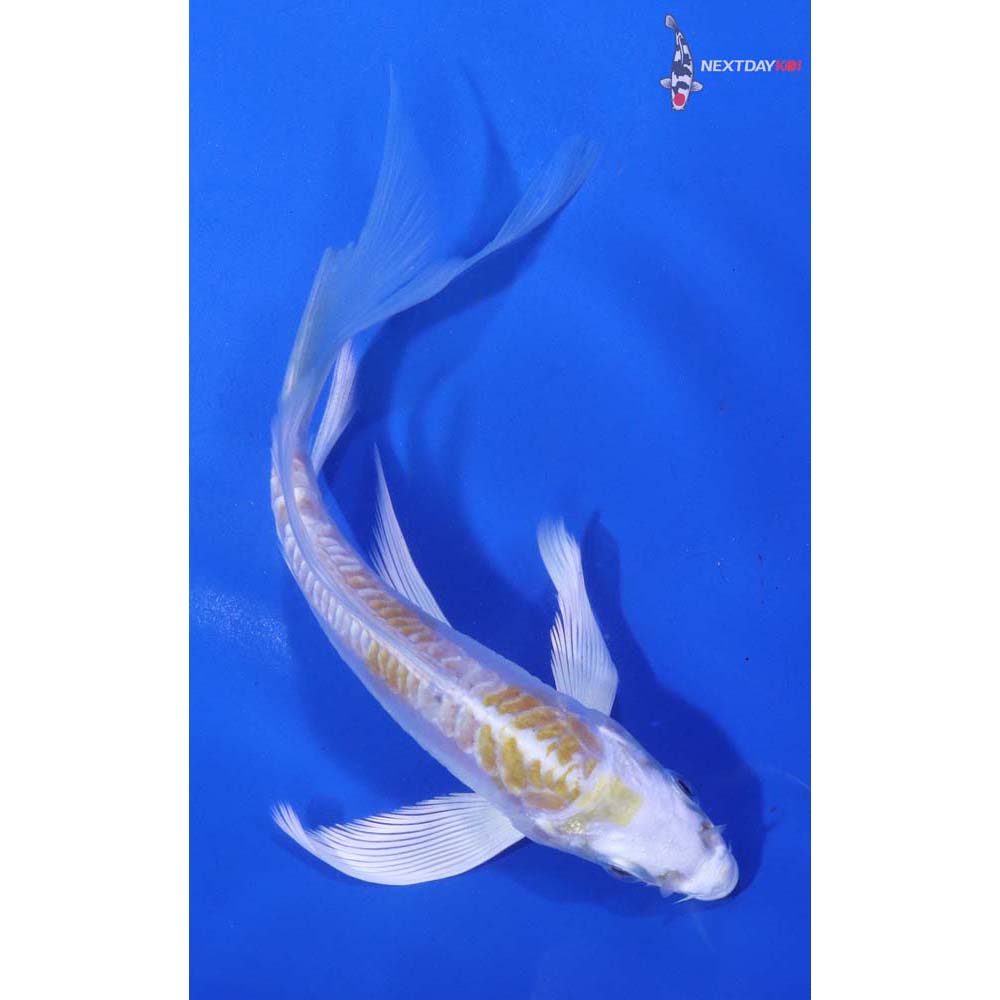 5” Imported Doitsu Lemon Hariwake Butterfly Koi