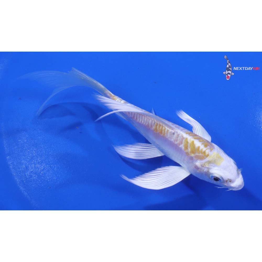 5” Imported Doitsu Lemon Hariwake Butterfly Koi