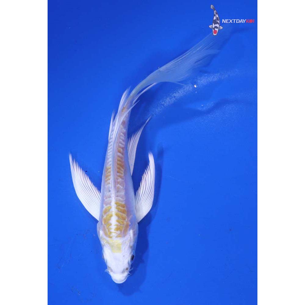 5” Imported Doitsu Lemon Hariwake Butterfly Koi