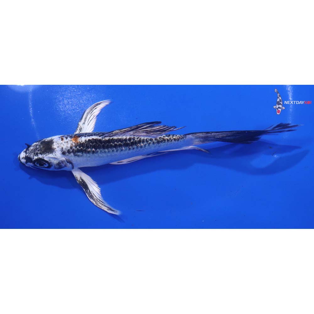 6” Imported Kujaku Butterfly Koi