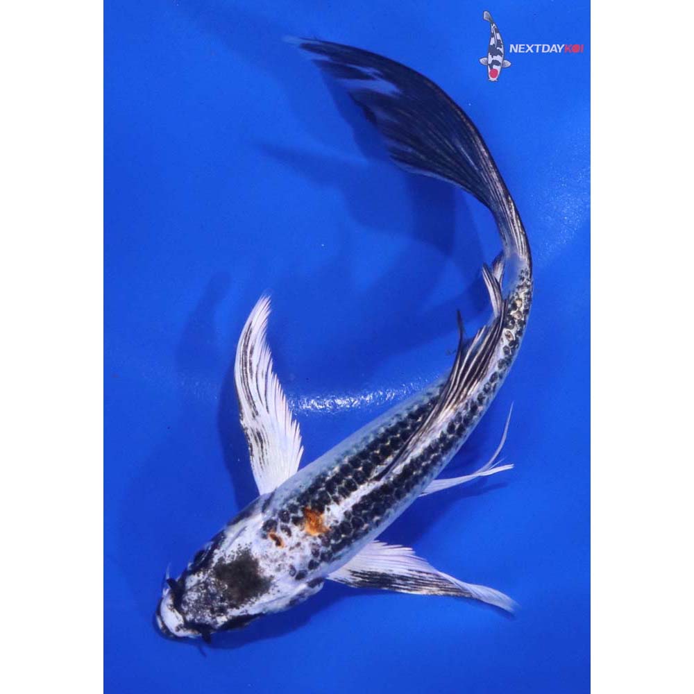 6” Imported Kujaku Butterfly Koi