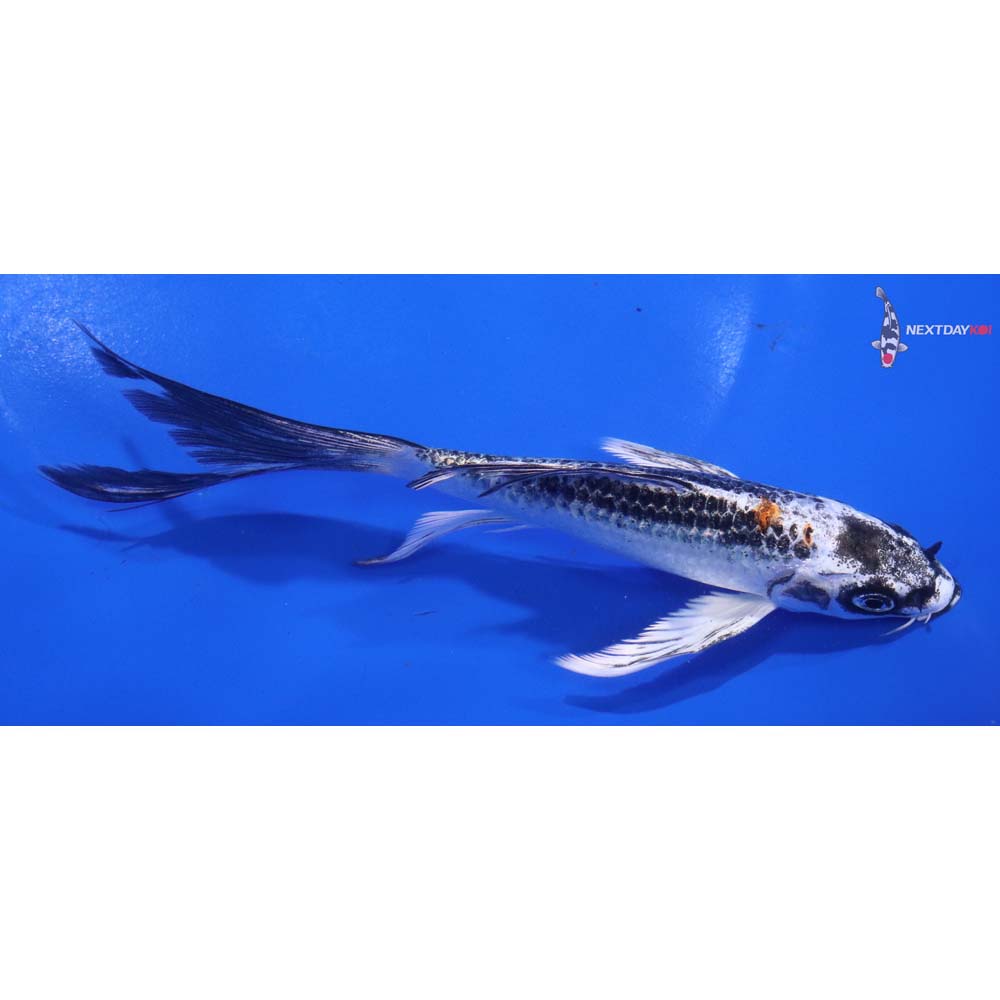 6” Imported Kujaku Butterfly Koi