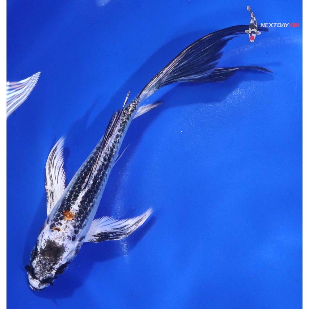 6” Imported Kujaku Butterfly Koi