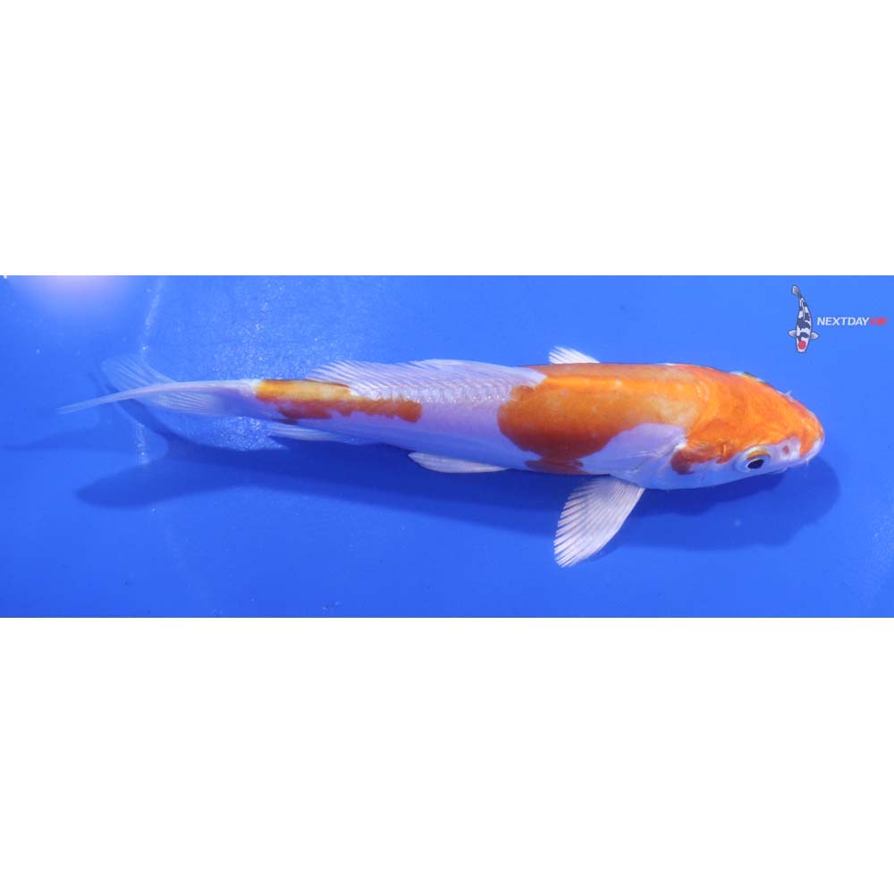 5” Imported Kikusui