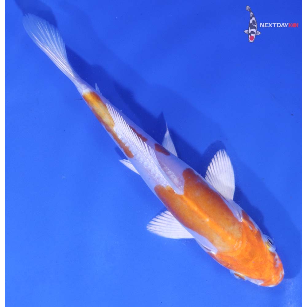 5” Imported Kikusui