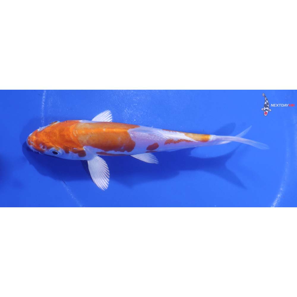 5” Imported Kikusui
