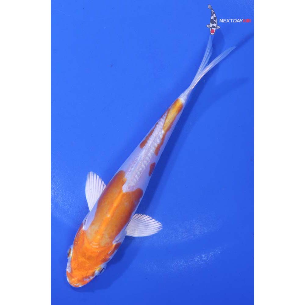 5” Imported Kikusui