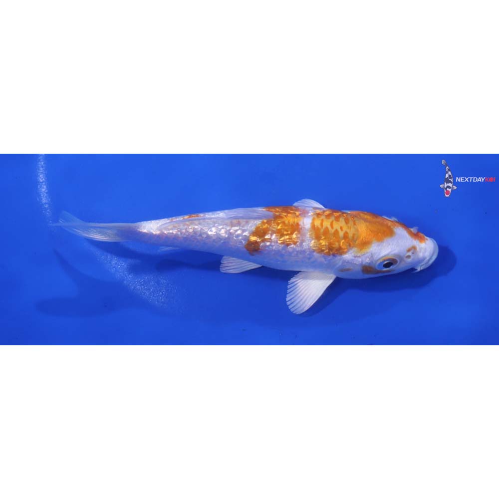 5” Imported Gin Rin Hariwake