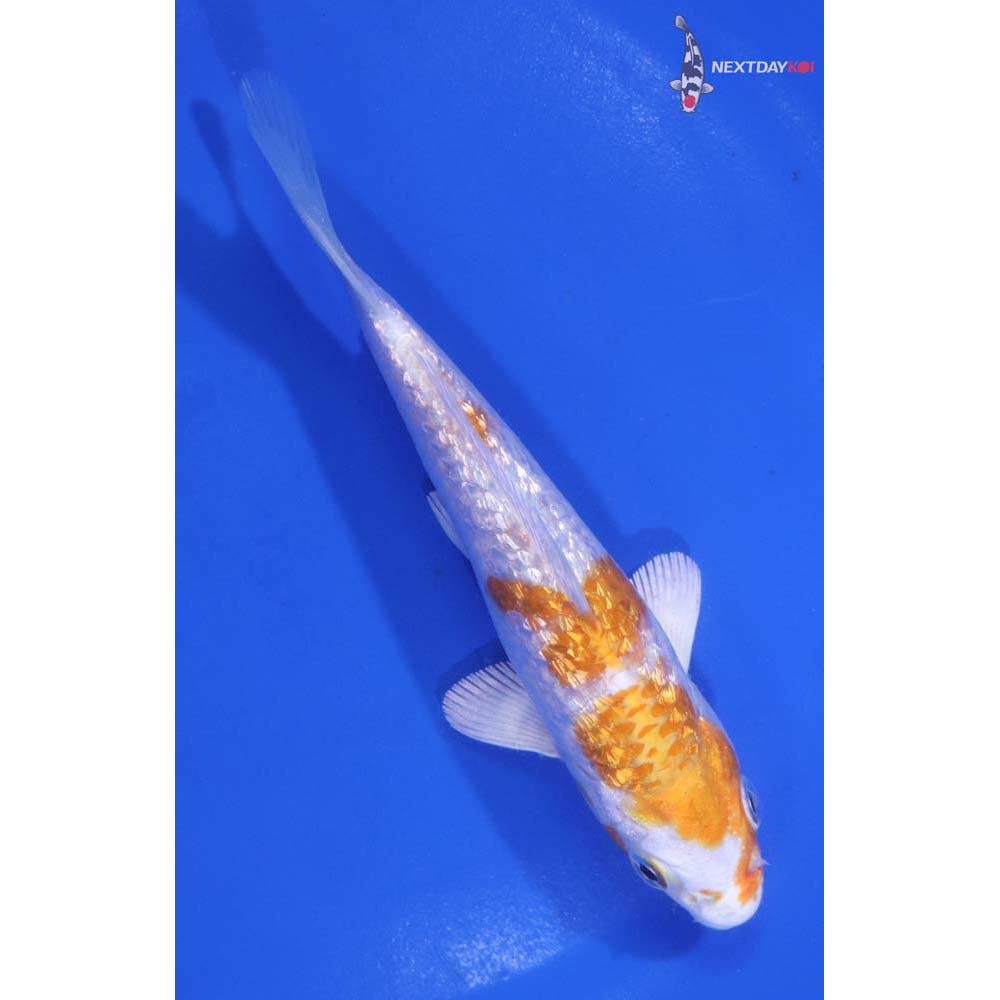 5” Imported Gin Rin Hariwake