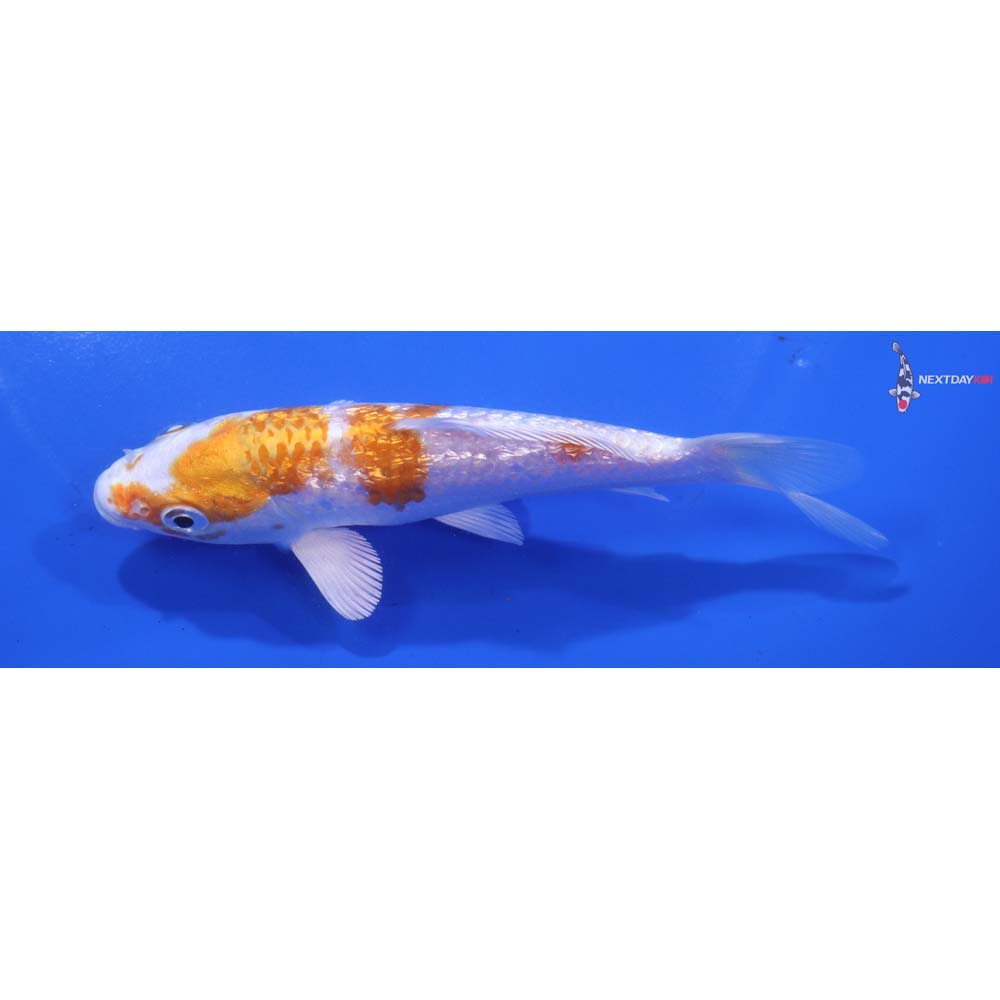 5” Imported Gin Rin Hariwake