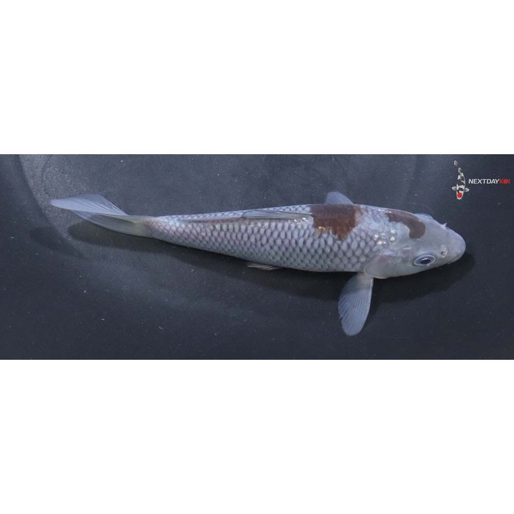5.5” Imported Ochiba Shigure