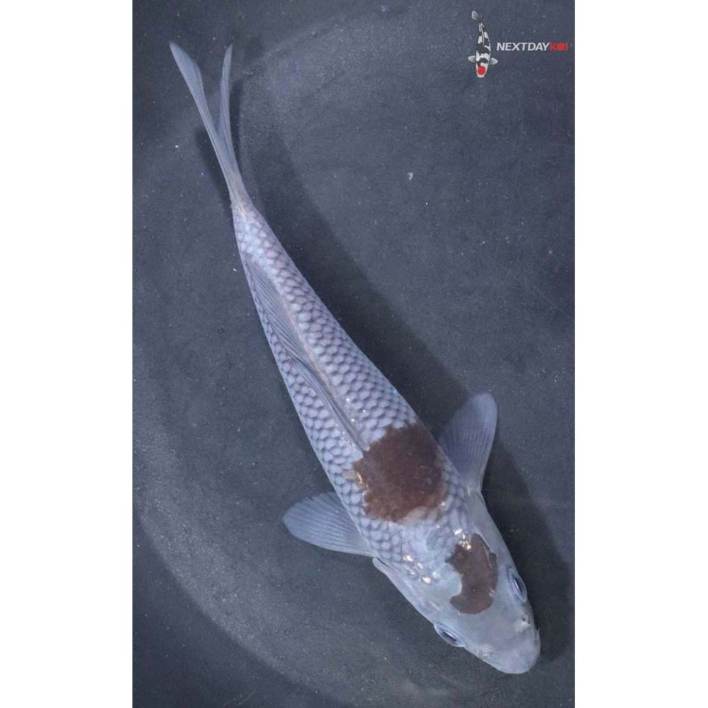 5.5” Imported Ochiba Shigure