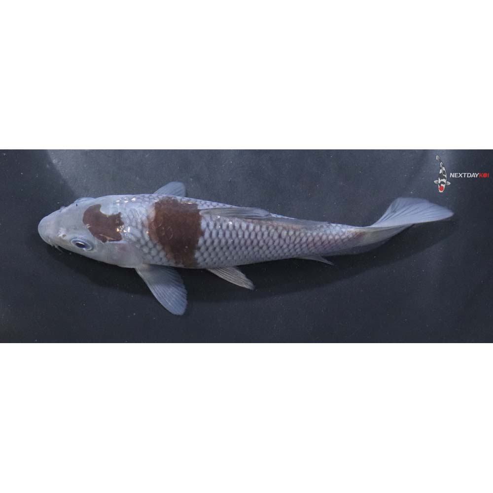 5.5” Imported Ochiba Shigure