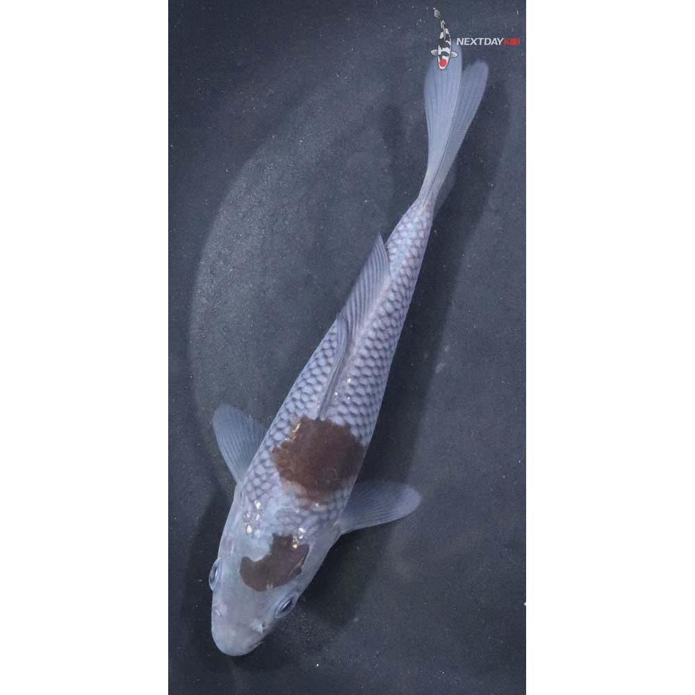 5.5” Imported Ochiba Shigure