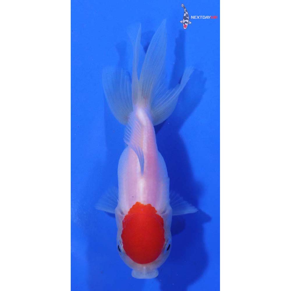 3.5” Imported Redcap Oranda