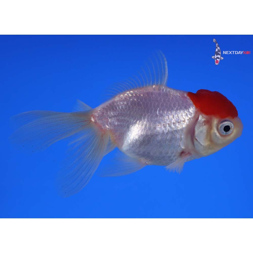 3.5” Imported Redcap Oranda