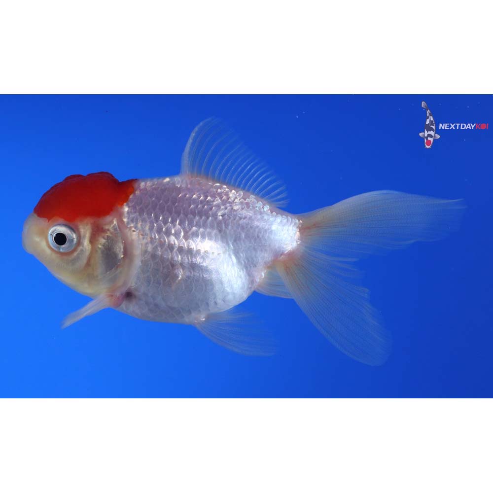 3.5” Imported Redcap Oranda