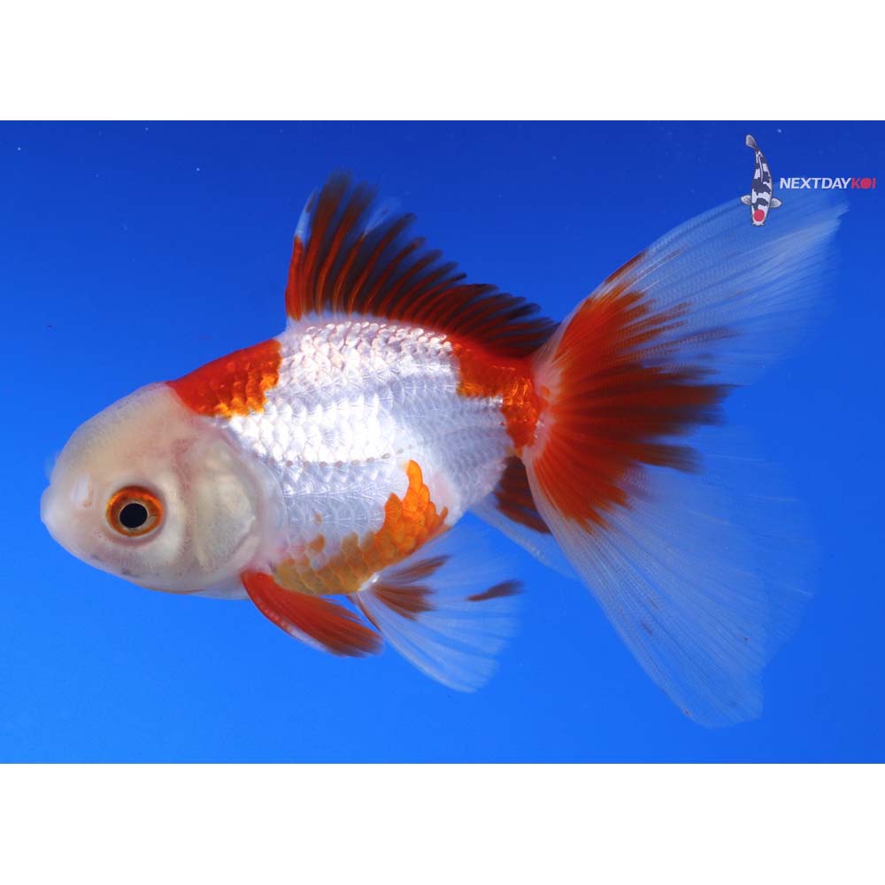 4” Imported Red and White Oranda