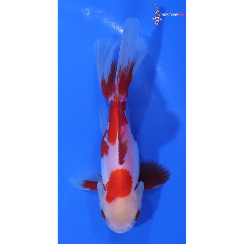 4” Imported Red and White Oranda
