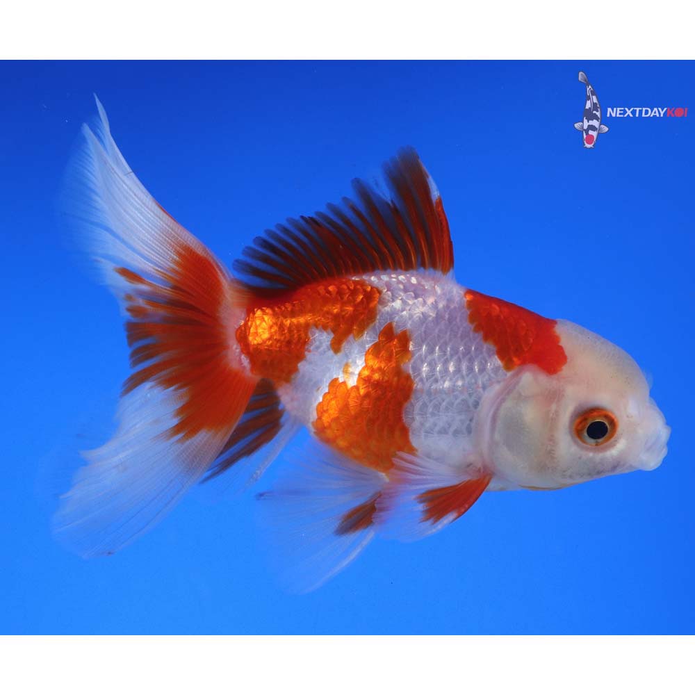 4” Imported Red and White Oranda