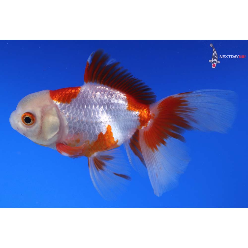 4” Imported Red and White Oranda