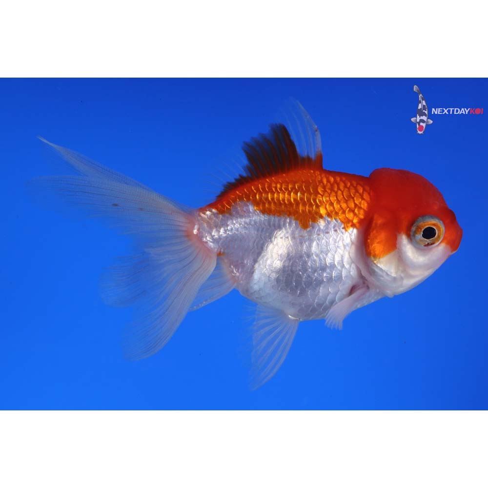 4” Imported Red and White Oranda