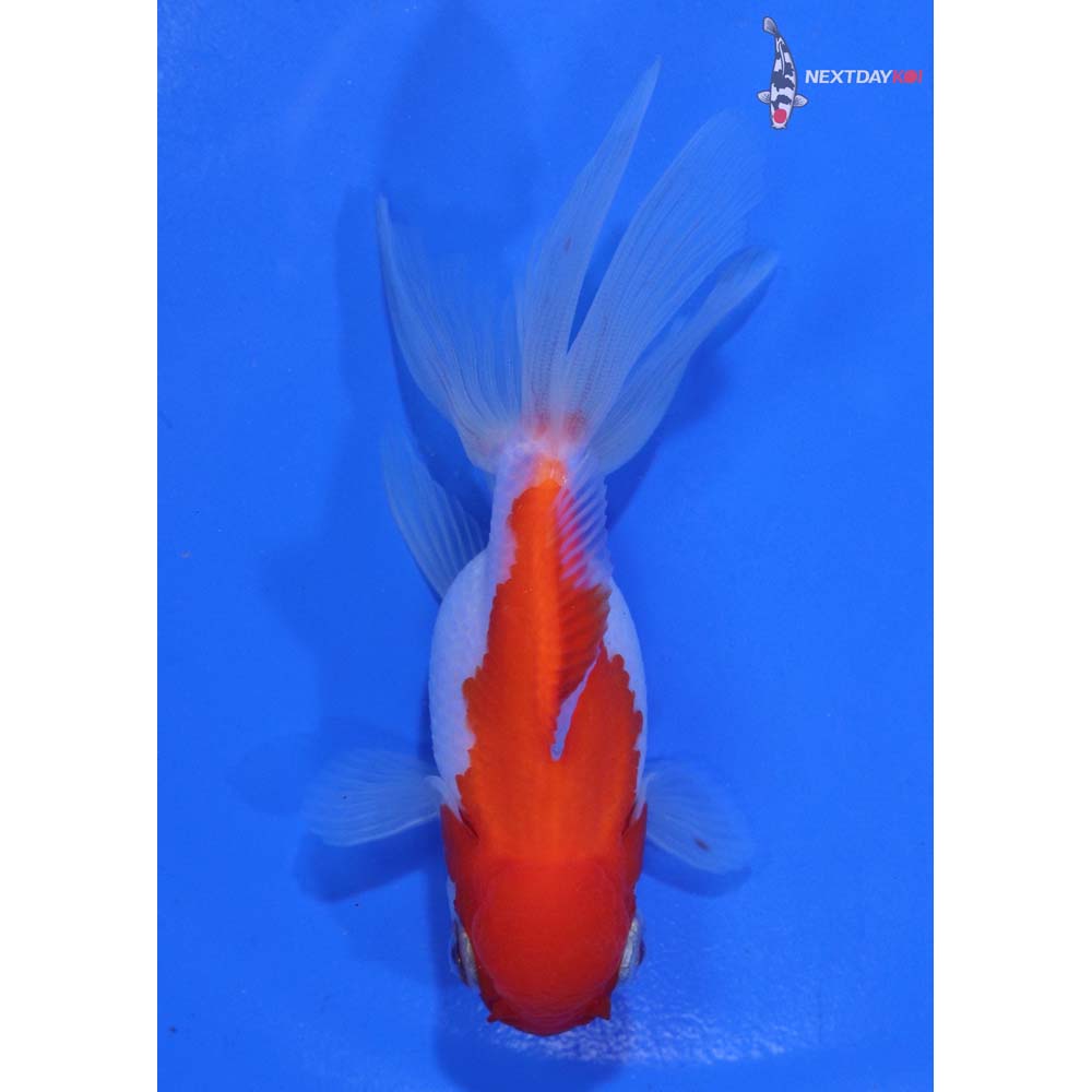 4” Imported Red and White Oranda
