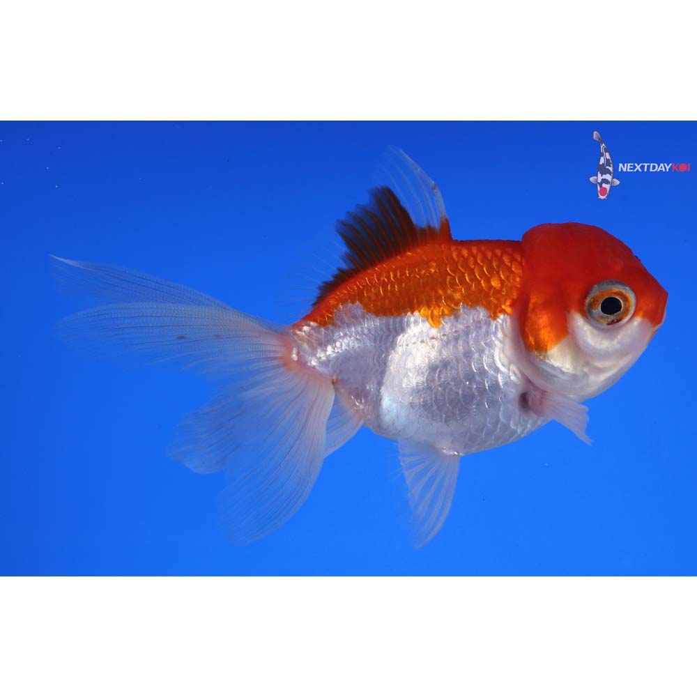 4” Imported Red and White Oranda
