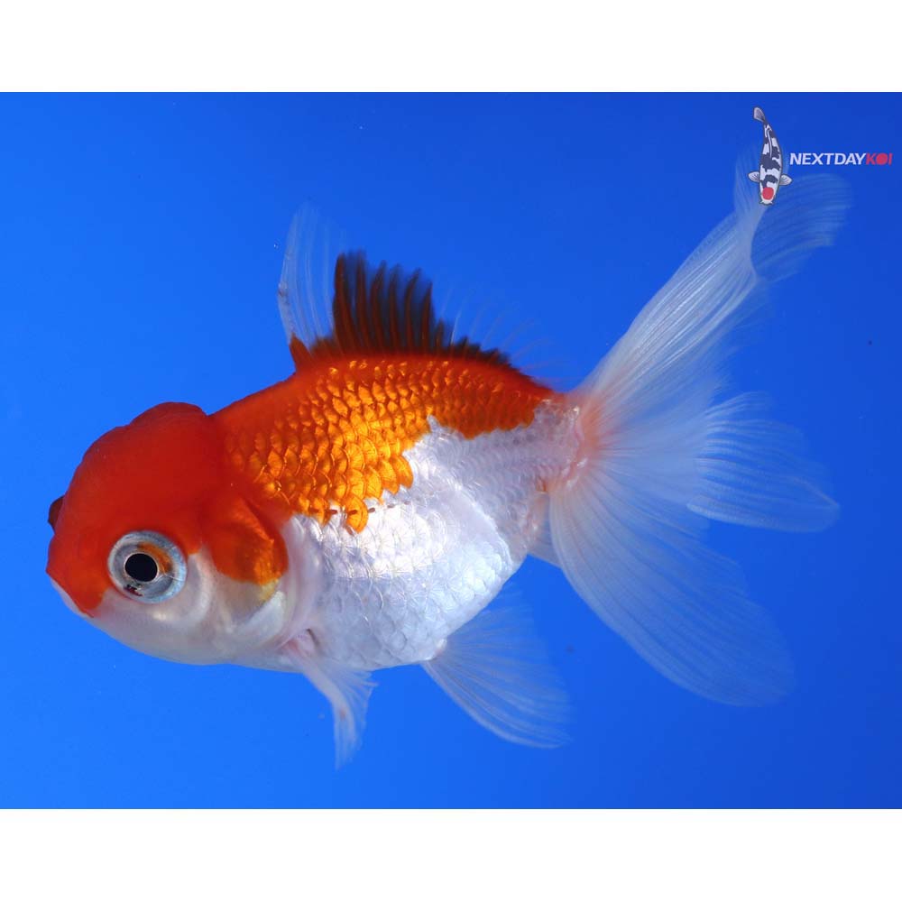 4” Imported Red and White Oranda