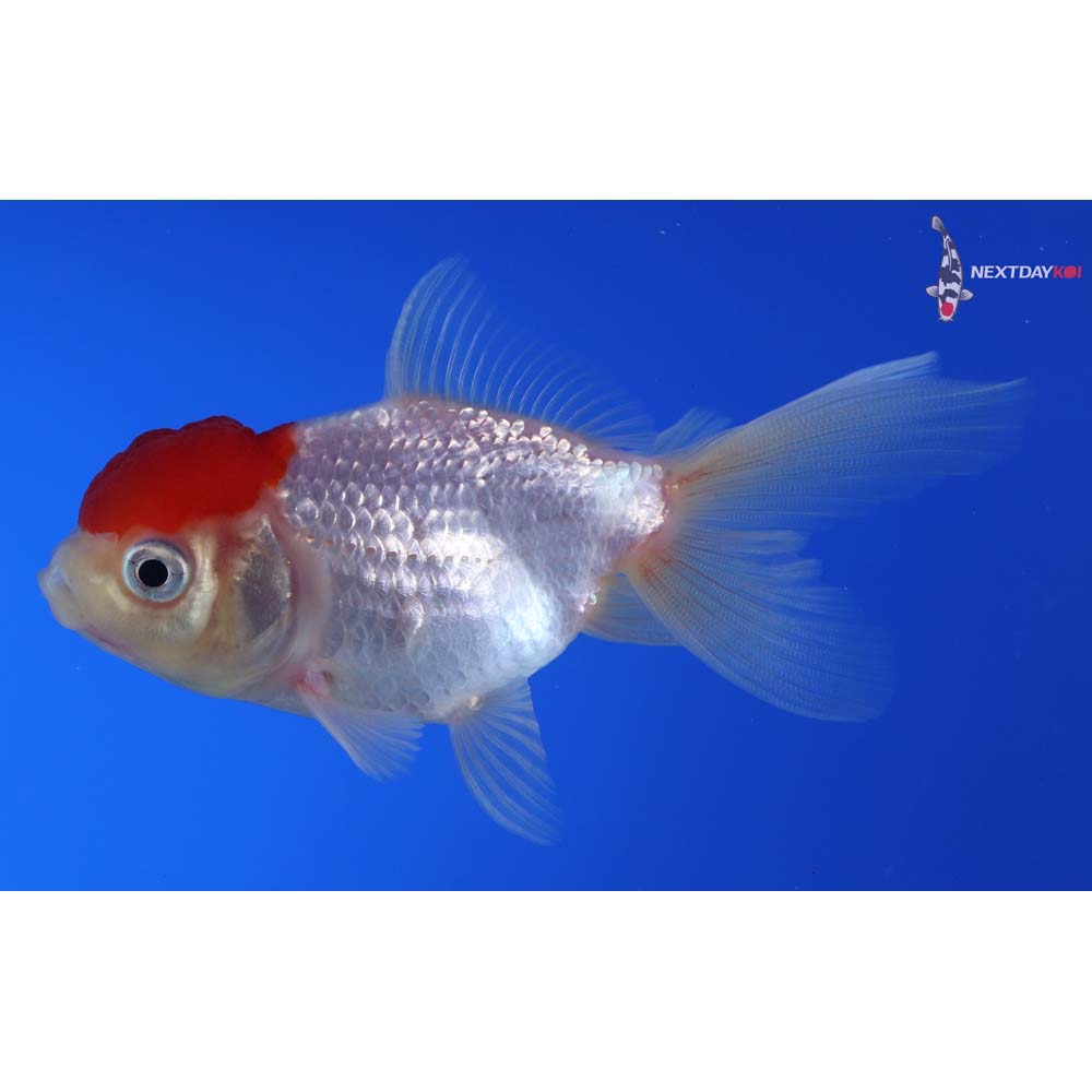 3.5” Imported Redcap Oranda