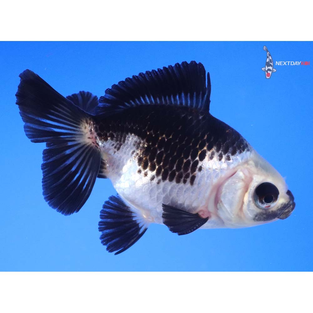 3.5” Imported Panda Fantail