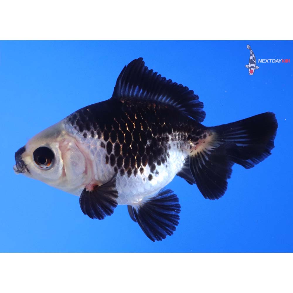 3.5” Imported Panda Fantail