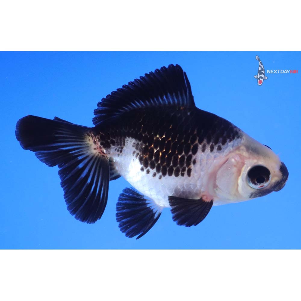 3.5” Imported Panda Fantail