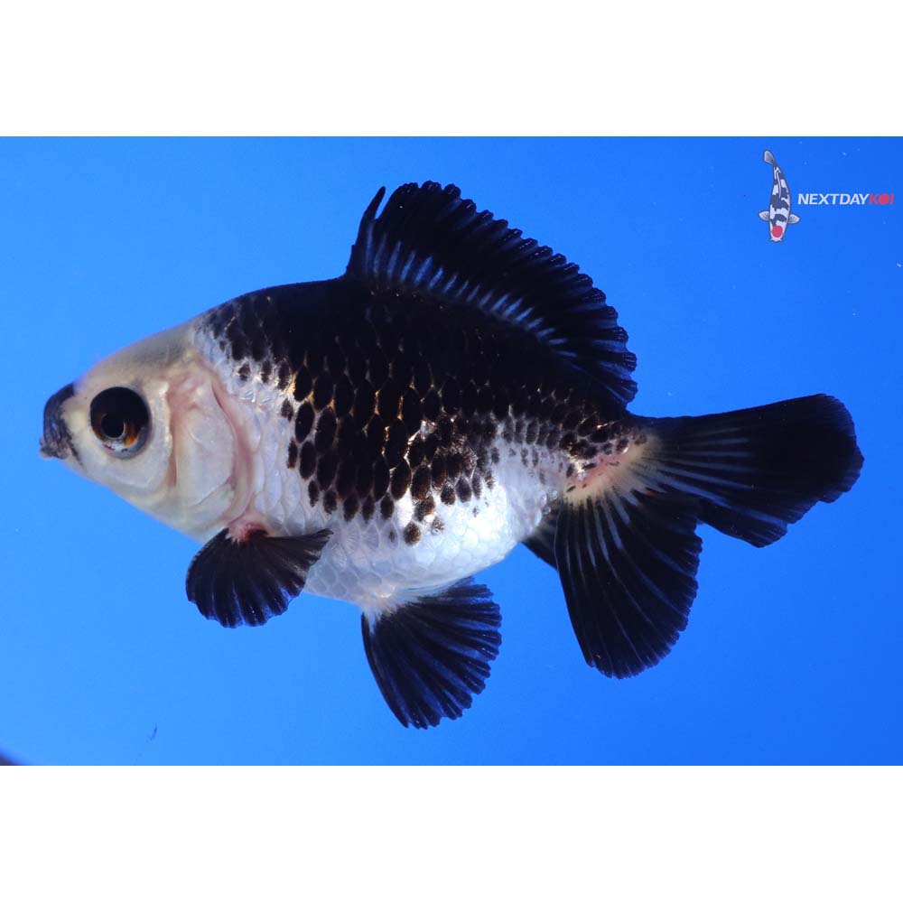 3.5” Imported Panda Fantail