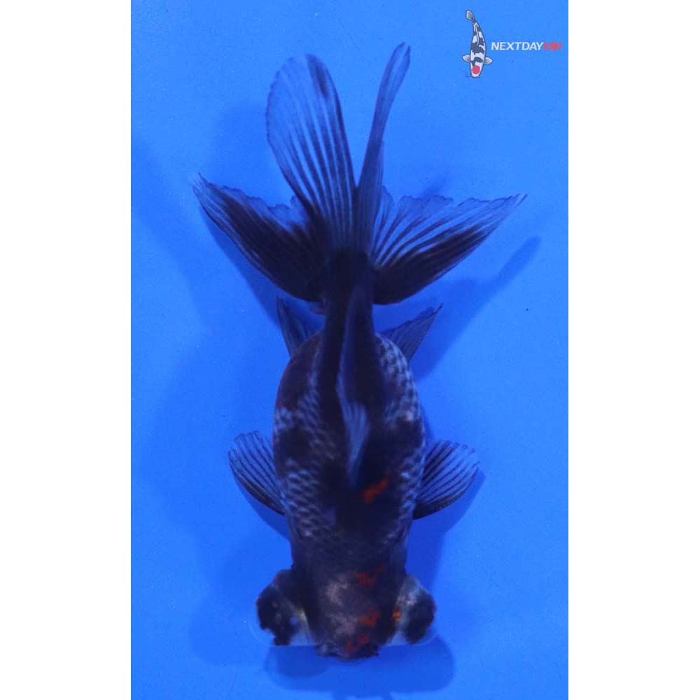 3.5” Imported Calico Telescope Fantail