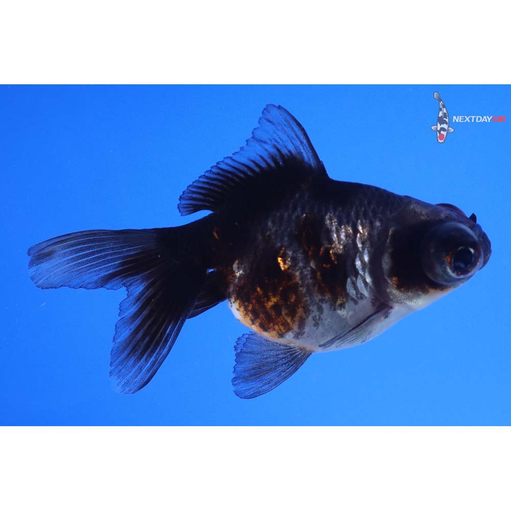 3.5” Imported Calico Telescope Fantail