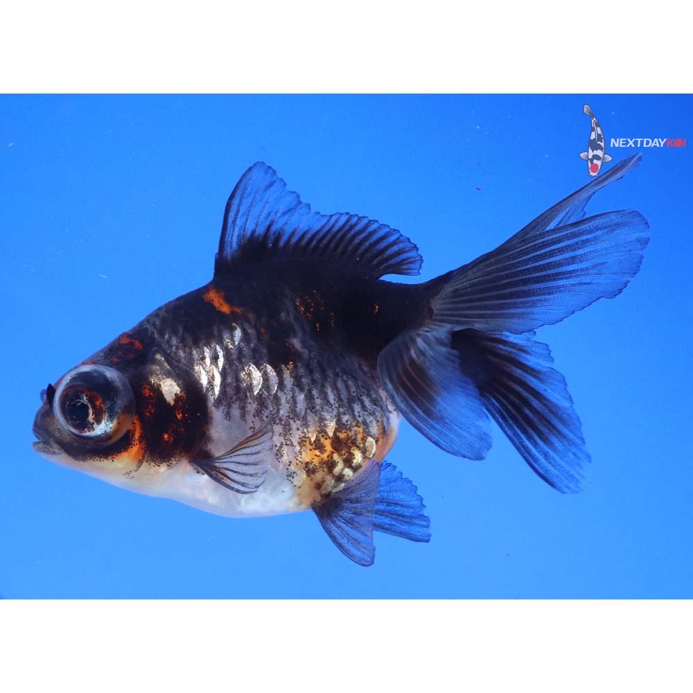 3.5” Imported Calico Telescope Fantail