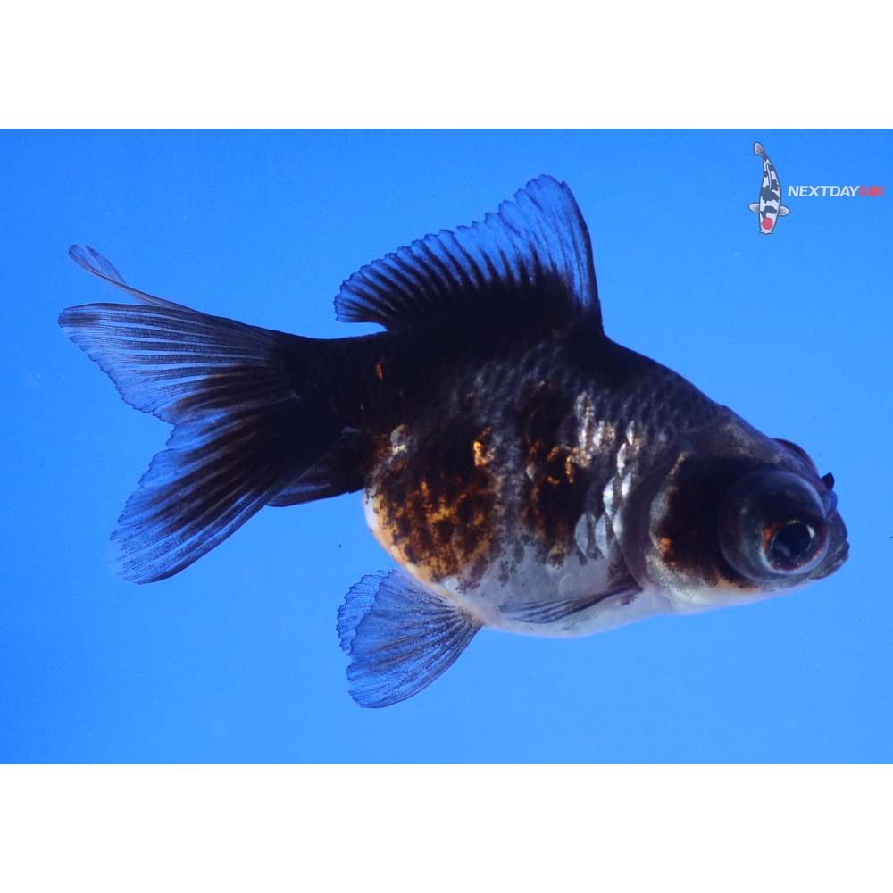 3.5” Imported Calico Telescope Fantail