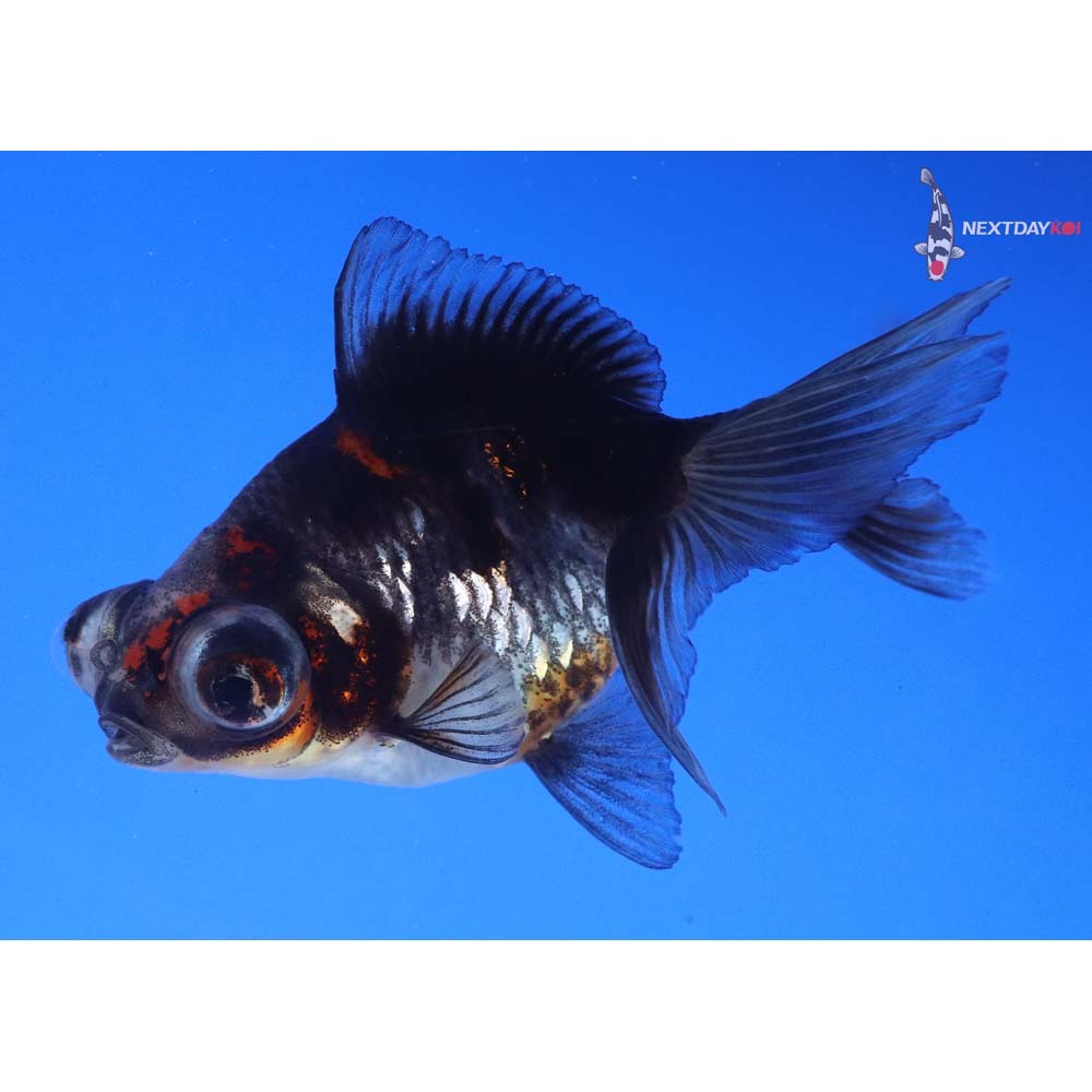 3.5” Imported Calico Telescope Fantail