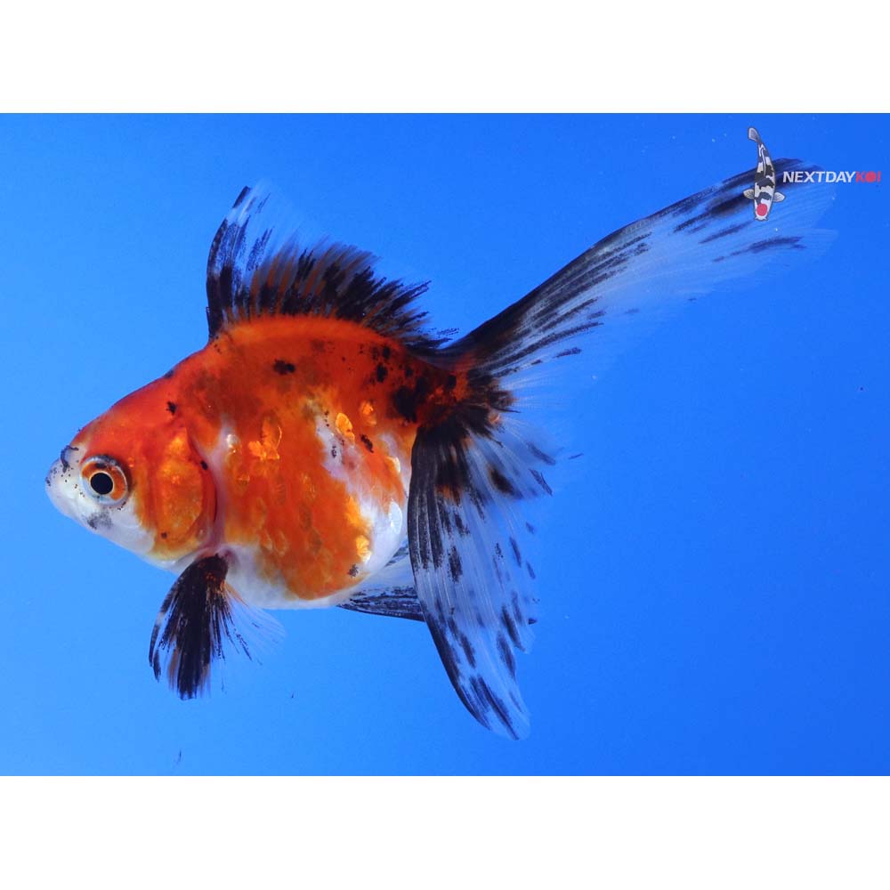 4” Imported Calico Ryukin
