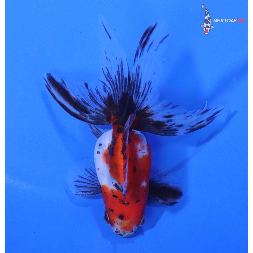 4” Imported Calico Ryukin